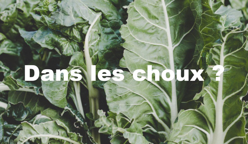 [MEMO du jardinier urbain]
Quelle exposition pour cultiver des légumes feuilles et aromatique sur balcon ?
#agricultureurbaine #potager #jailamainverte monpetitbalcon.fr/blog/2018/09/1…