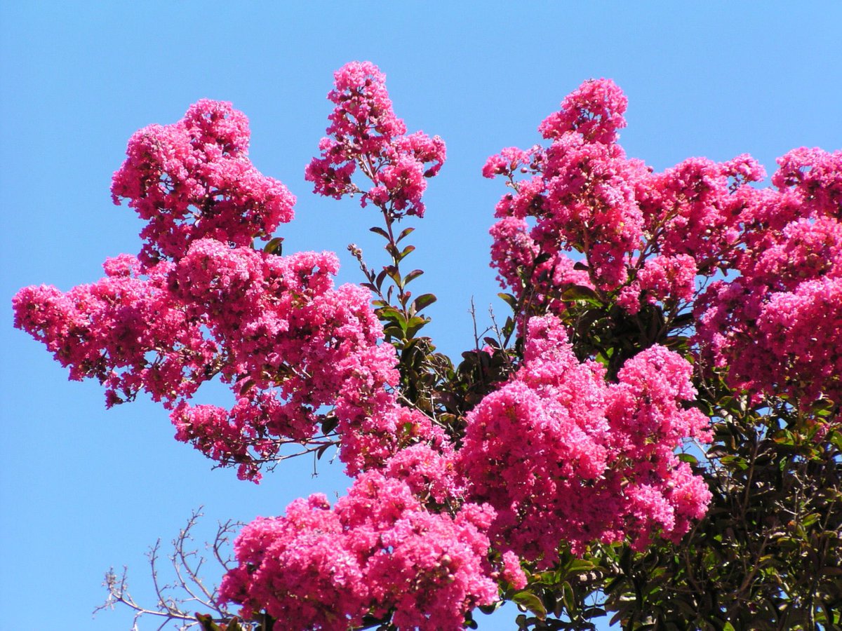 草木のこと Lagerstroemia Muskogee サルスベリの一種 東南アジアからインド オセアニアの一部に自生する サルスベリ属はおよそ50種ほどが確認されている 古い樹皮が剥がれ落ち 新しいツルツルした樹皮では猿も滑って登れないだろうと云われ 猿滑と