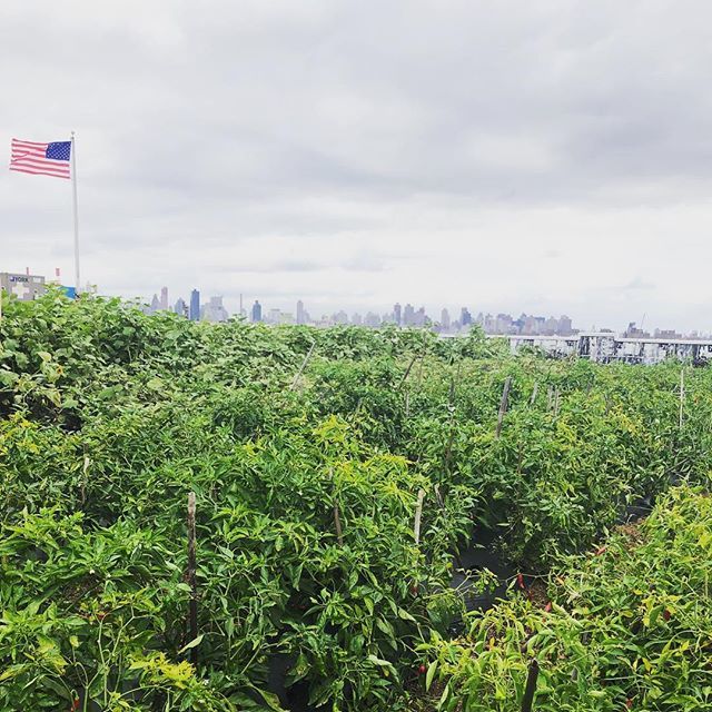 teganmd's tweet photo. Brooklyn Grange. #brooklyn #garden #urbanfarming #fresh https://t.co/FO7ZEbg2tm https://t.co/Kry0cA4qct