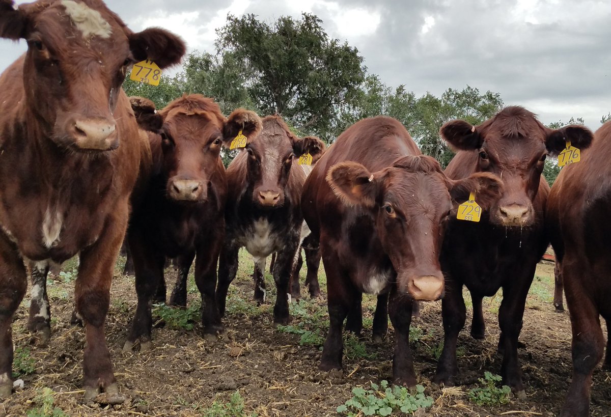 Sandy Osterday tweet media