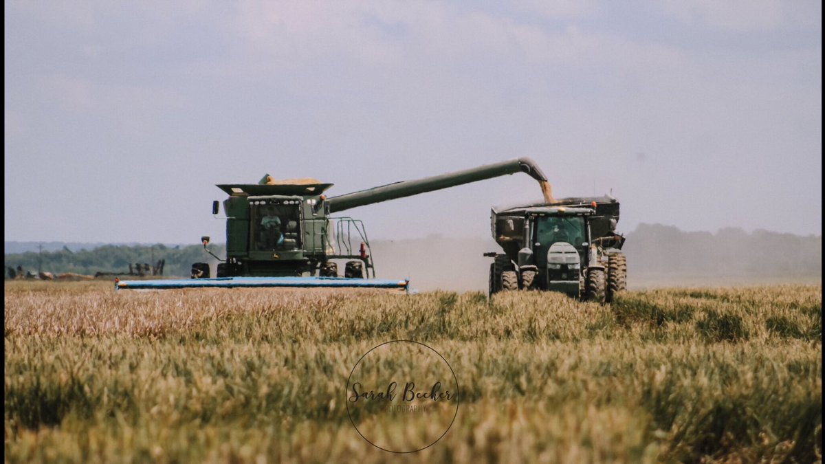 s_becker96's tweet photo. Snapped a few pictures today while cutting the test plots! #horizonag #arkansasrice #ricelife #girlsinag #harvest #thankafarmer https://t.co/6hmr7GClkT