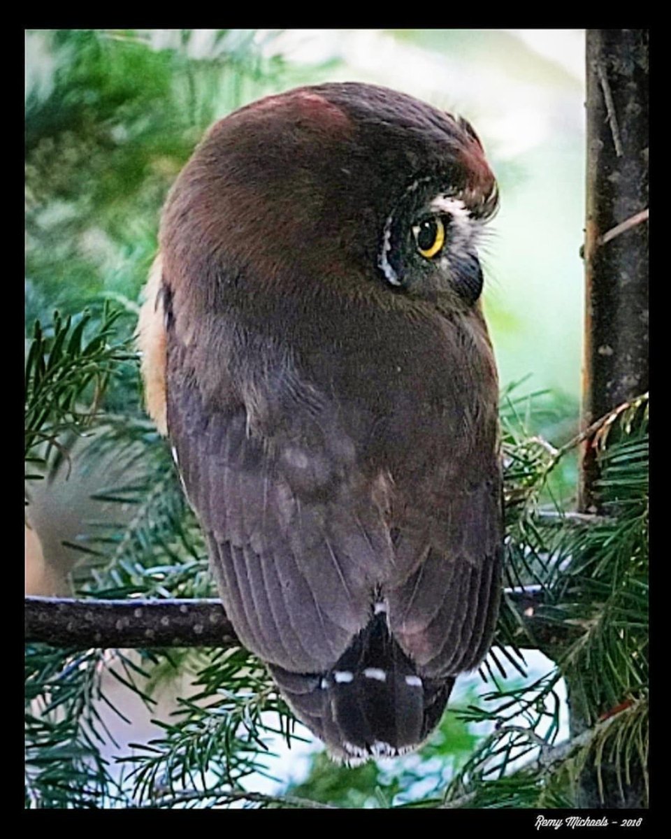 'NORTHERN FRIENDS' instagram.com/p/BnuM_jjh3mB/… #AdventureTrailRunning #AlgonquinPark #Wilderness #NorthernSawWhetOwl #Wildlife #Birds #PicOfTheDay #Travel #Nature #Muskoka #Huntsville #Gravenhurst #Photography #Art #Earth 🌎🙏☀️😎✌️👍👌🌲📸🐾🦉🐻🐿️🐈🦌🐶🦃🦊🐤🦋🐦🦆😍♥️🇨🇦