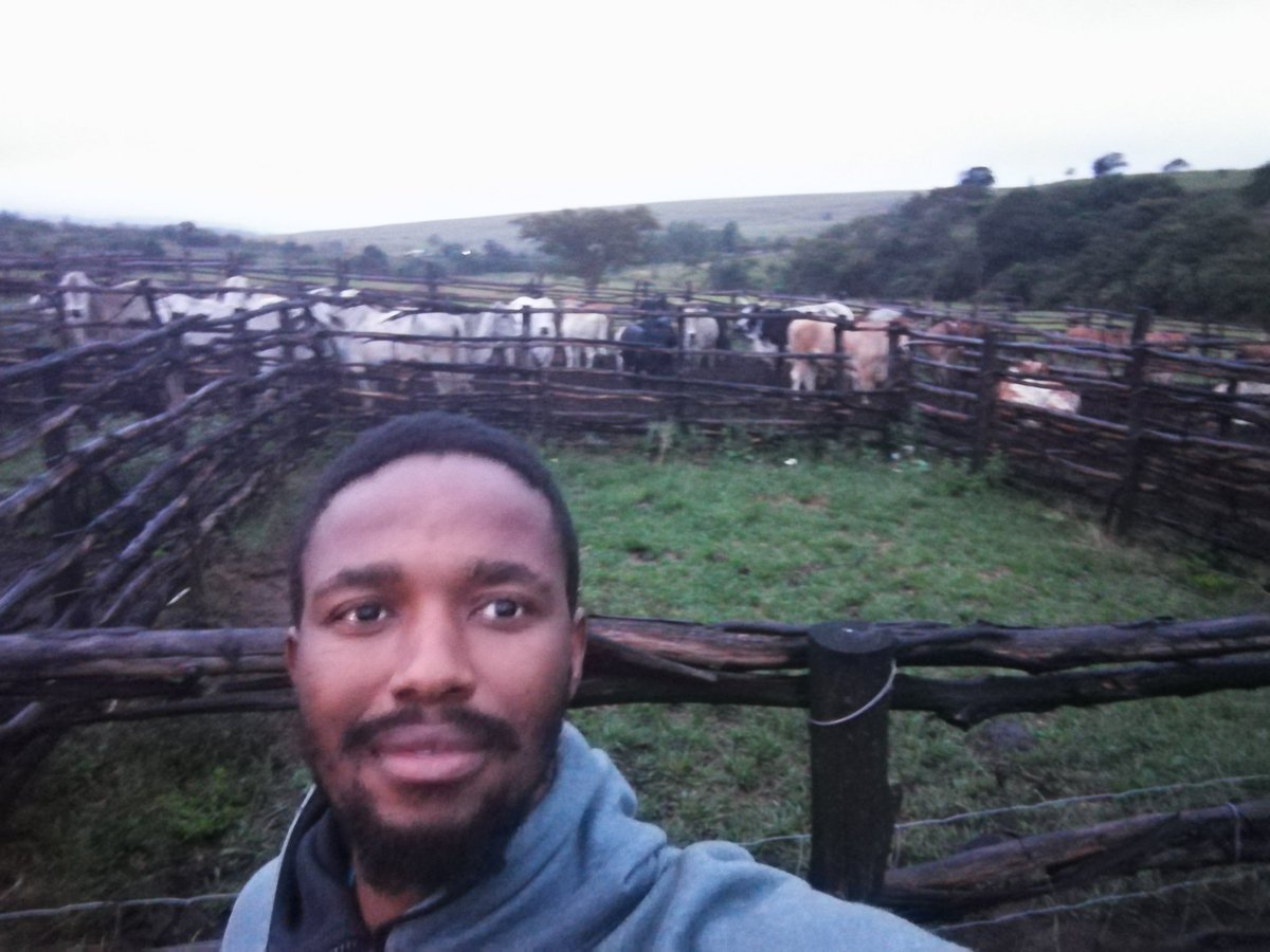 SayEntrepreneur's tweet image. Meet the younger farmer Afrika Mkhangala @Injemdaka.

He Supplies supermarkets in KZN.

#YouthInFarming creating Jobs!