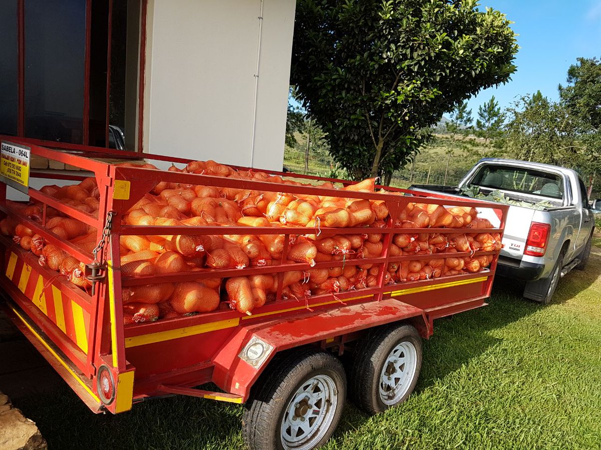 SayEntrepreneur's tweet image. Meet the younger farmer Afrika Mkhangala @Injemdaka.

He Supplies supermarkets in KZN.

#YouthInFarming creating Jobs!