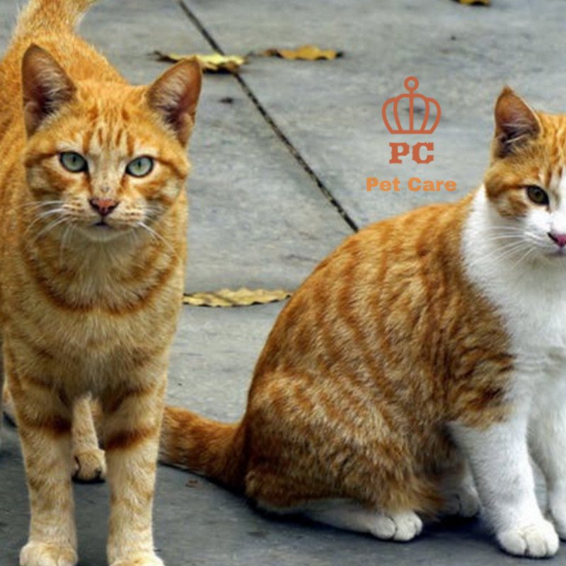 Pet_Caree's tweet photo. Happy Caturdayy! Wishing you a meowvelous weekend full of love and happiness!
.
.
#meow #catsoftwitter #catslife #catslove #catslovers #rawcats #funnyanimals #animalsoftwitter #saturdayfeeling #kitty #animalspirit #animallover https://t.co/olBS8IH2wz