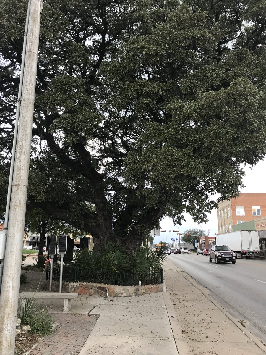 I’ve got a thing for trees. Amy gave me this great book of historic trees in Texas. Visited my first one today in Comanche. More than 165 years old. #FlemingOak #TexasTourofTrees