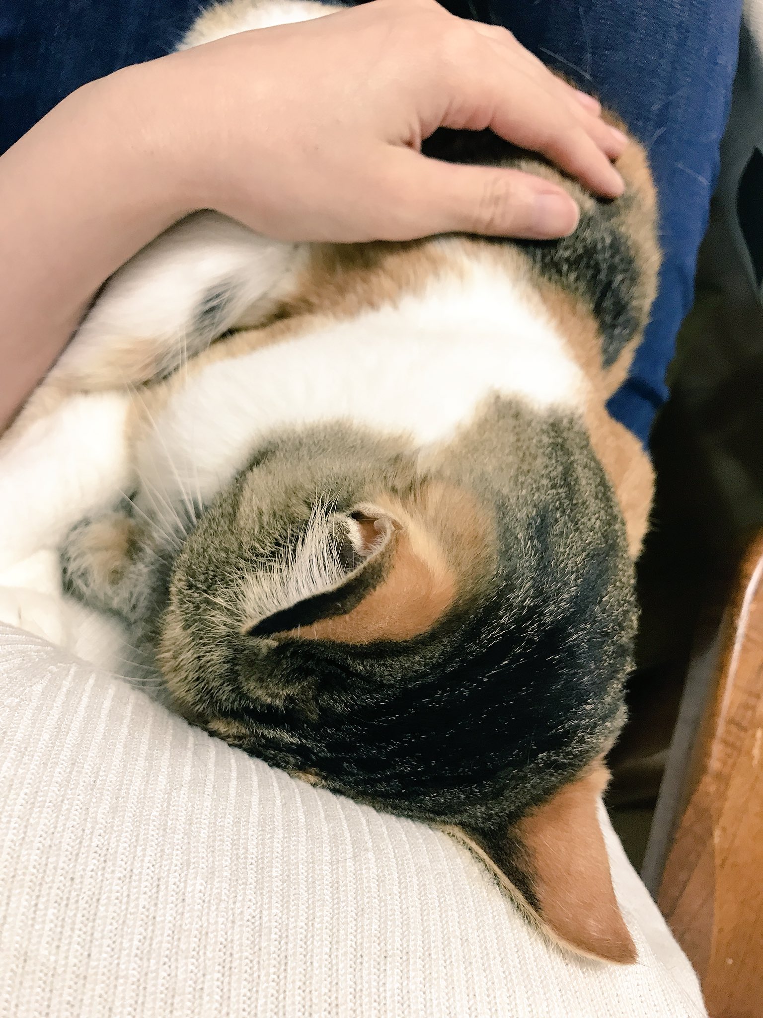 那須の長楽寺 チュパチュパタイムが 終わると 寝ます もう 赤ちゃん T Co 43towqphue Twitter 那須の長楽寺 チュパチュパタイムが 終わると 寝ます もう 赤ちゃん T Co 43towqphue Twitter