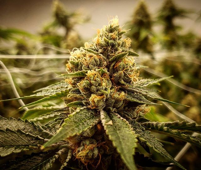 PhreshOregon's tweet image. 💥Follow💥 @phreshcannabis_cultivation on Instagram for phresh photos from the grow. 
#phreshcannabis #phreshcannabiscultivation