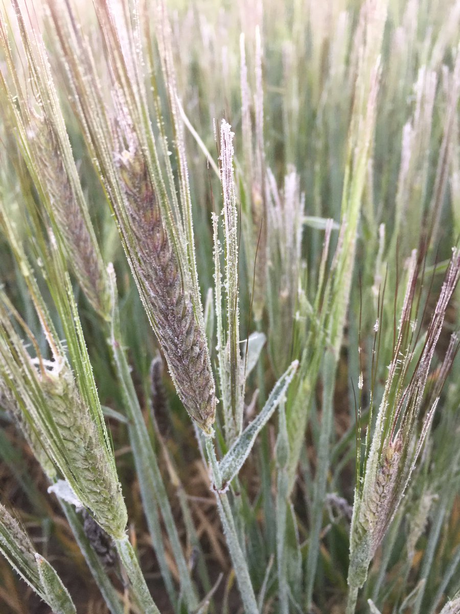 Rock26Crosby's tweet image. 🖕up your Jack major damage this morning 10 million wheat in Western Australia gone just like that and 4 million barley just a dream @GrainsMae