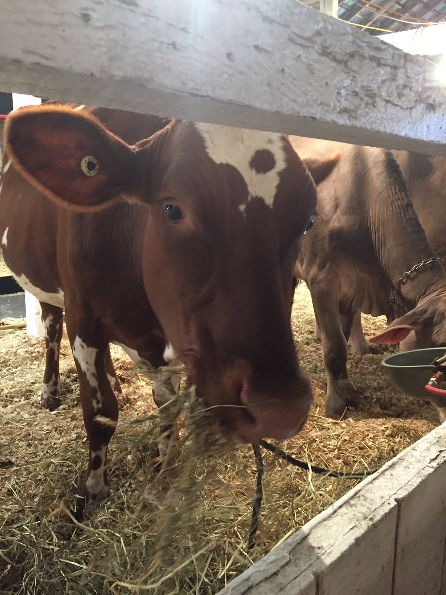SAHogan's tweet photo. And we're off! The Great Frederick Fair starts tonight with the announcement of the Farm Family of the Year, Ag Advocate, Ag Business and crowing of a new 4-H Royalty Court. Read all about it in tomorrow's @frednewspost but for now enjoy this lady #GFF18 #mooovingforward https://t.co/t1unpRUbyh