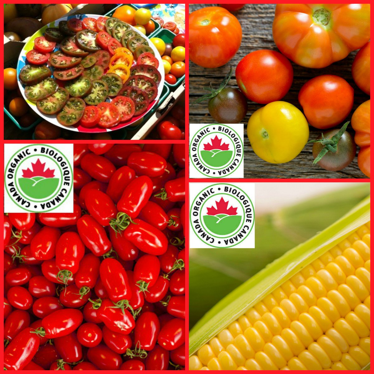 BrysonFarms's tweet photo. The best of our certified organic, Non-GMO Sweet Corn and the region's largest assortment of Heirloom Tomatoes are available @OttawaFarmMkt Saturday in Westboro (9:30am-3pm) and Sunday in Lansdowne Park (9am-3pm)! Come by and pick your favourite! https://t.co/d4UVCUTND8