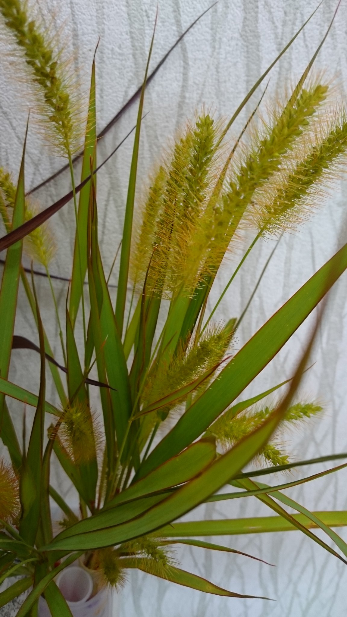 永村 勝則 理容あづさ店長まっさん 長岡市の床屋さんだよ お早うございます フラッと外に出て 採ってきて 染めて 乾燥させたらメッチャ素敵なドライフラワーになる素材 猫じゃらし もう雑草とは言わせないよぉ 花の染色 ドライフラワー