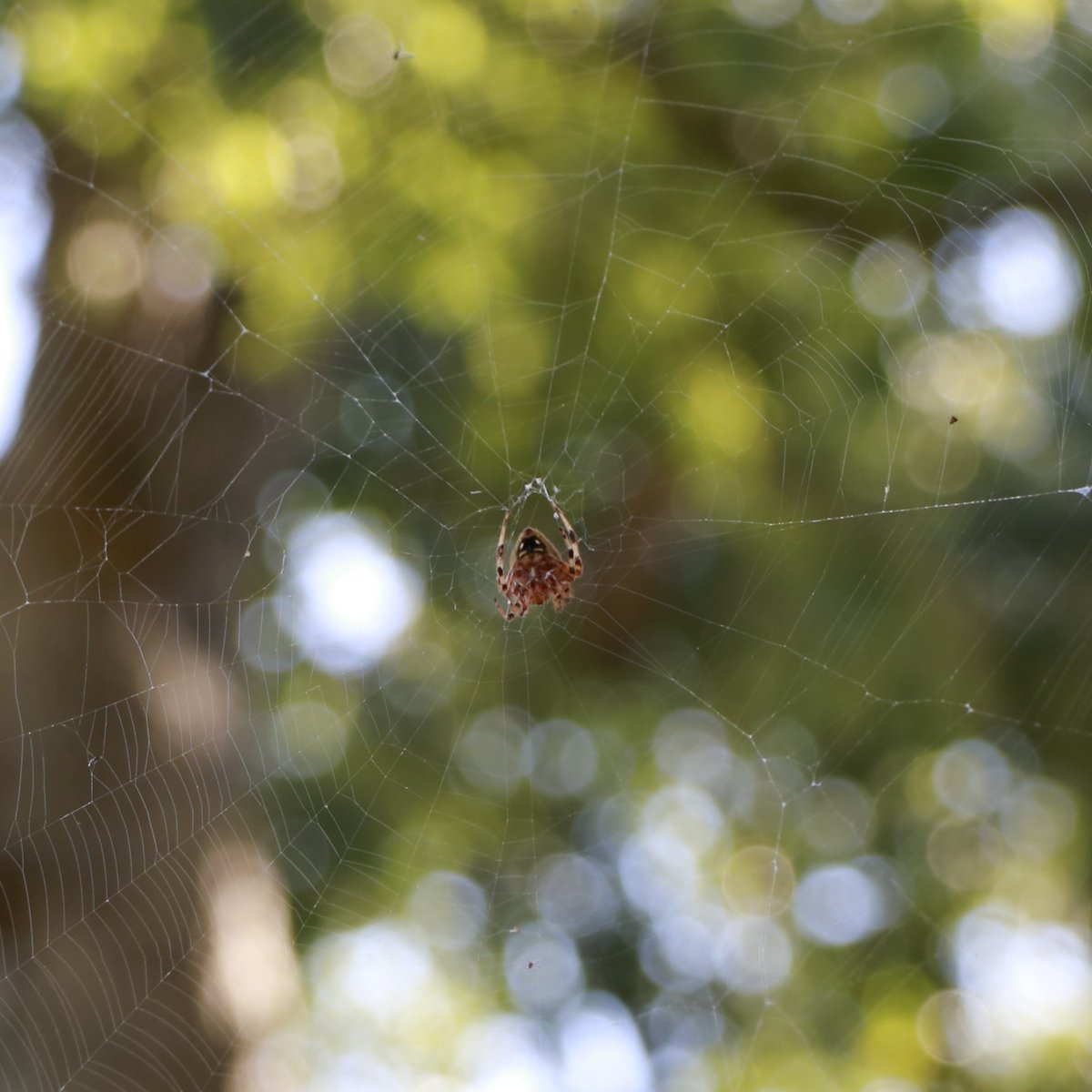 dwntwndwn's tweet image. I spent today taking pics of @IUHealthECR Ball teams sprucing up buildings, playgrounds, flower beds and more in our @CityofMuncie parks. At each park I looked for a little hidden treasure. Here are a few of the critters I found. #whatiloveaboutmyjob #yellow #DaysOfService