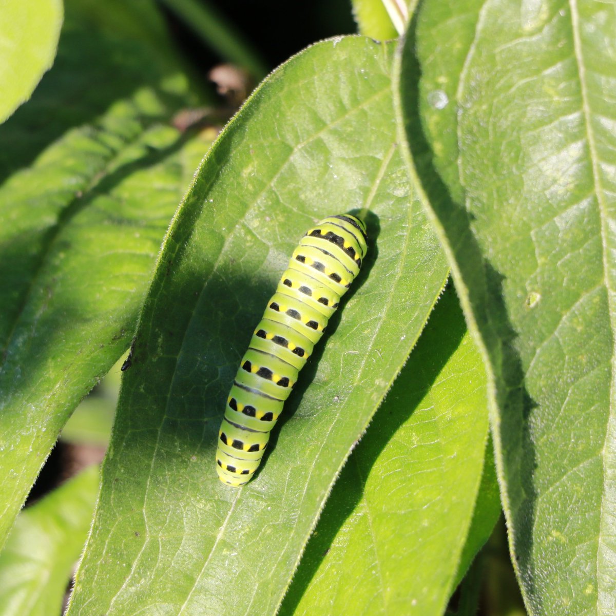 dwntwndwn's tweet image. I spent today taking pics of @IUHealthECR Ball teams sprucing up buildings, playgrounds, flower beds and more in our @CityofMuncie parks. At each park I looked for a little hidden treasure. Here are a few of the critters I found. #whatiloveaboutmyjob #yellow #DaysOfService