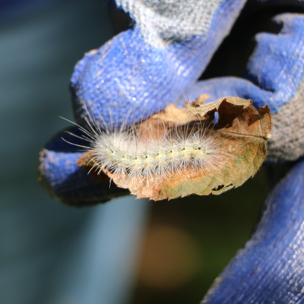 dwntwndwn's tweet image. I spent today taking pics of @IUHealthECR Ball teams sprucing up buildings, playgrounds, flower beds and more in our @CityofMuncie parks. At each park I looked for a little hidden treasure. Here are a few of the critters I found. #whatiloveaboutmyjob #yellow #DaysOfService