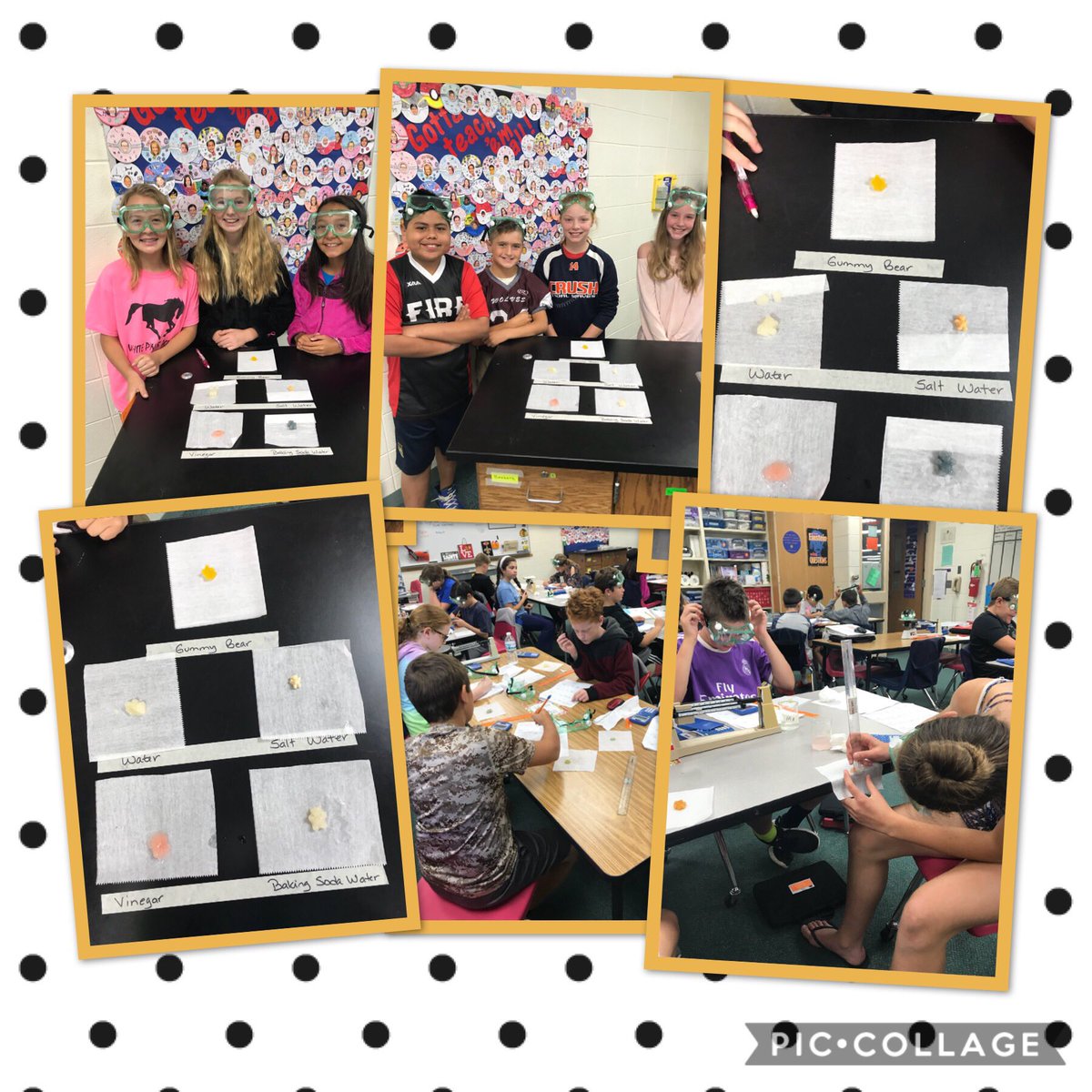 Gummy Bears Day 2: GB+ H2O=much bigger, GB + SaltH2O=shrink, GB + BSoda=little bigger, GB + Vinegar=mush <a href="/HBMBears/">BeardsleyBears</a> #beardsleypride