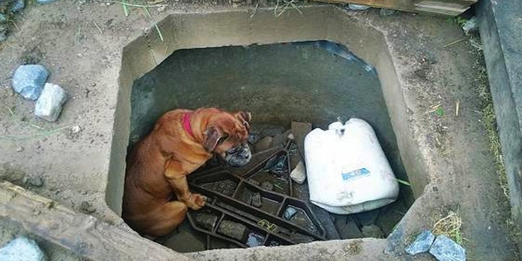 TheNewsLinq's tweet photo. Little Girl Finds A Boxer Left To Die In Concrete Grave And Goes On Mission To Save Her | https://t.co/X4WrxkNB2D https://t.co/4T8tuBcQpd