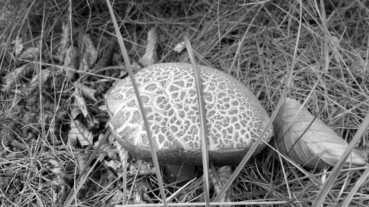IrregularGalaxy's tweet photo. Day 6 of 7  My life in black &amp; white photos. No humans, no explanation given. Challenged by @RClementEvans Challenge passed on to @xofranksxo https://t.co/jNFONFcVoa