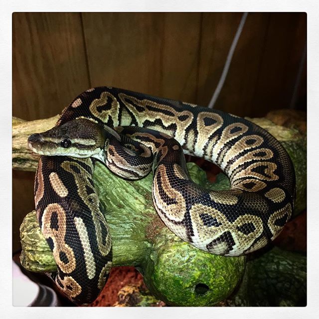 djesonis's tweet image. #ballpython #snake #cinnimonballpython ift.tt/2p9z97S