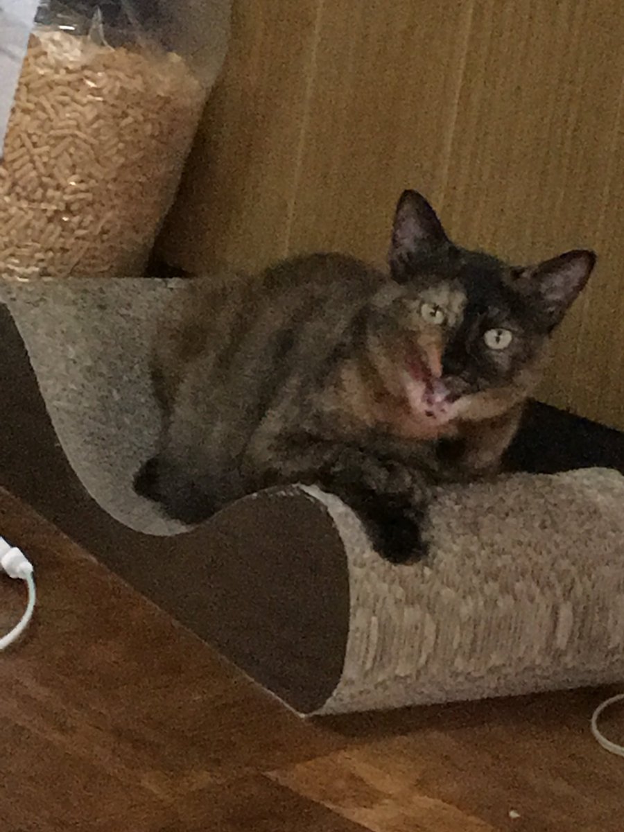 hot_lineage's tweet photo. 可愛い私の娘たち
ずずともちゃです
サビ猫がもちゃです
ずず14歳
もちゃ4歳
もちゃの本名はお焦げガンモちゃん（笑） https://t.co/KvsEO2p28W