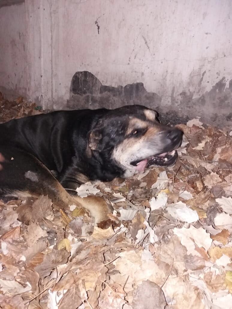 Amigos necesito URGENTE un hogar para este cabezon fue operado de un tumor, ya está recuperado y debo retirarlo de vt y no tengo donde llevarlo 😩 sería lamentable que tú viera que volver a la calle donde tanto sufrió , por favor este viejito tiene como 14 años solo pido un hogar