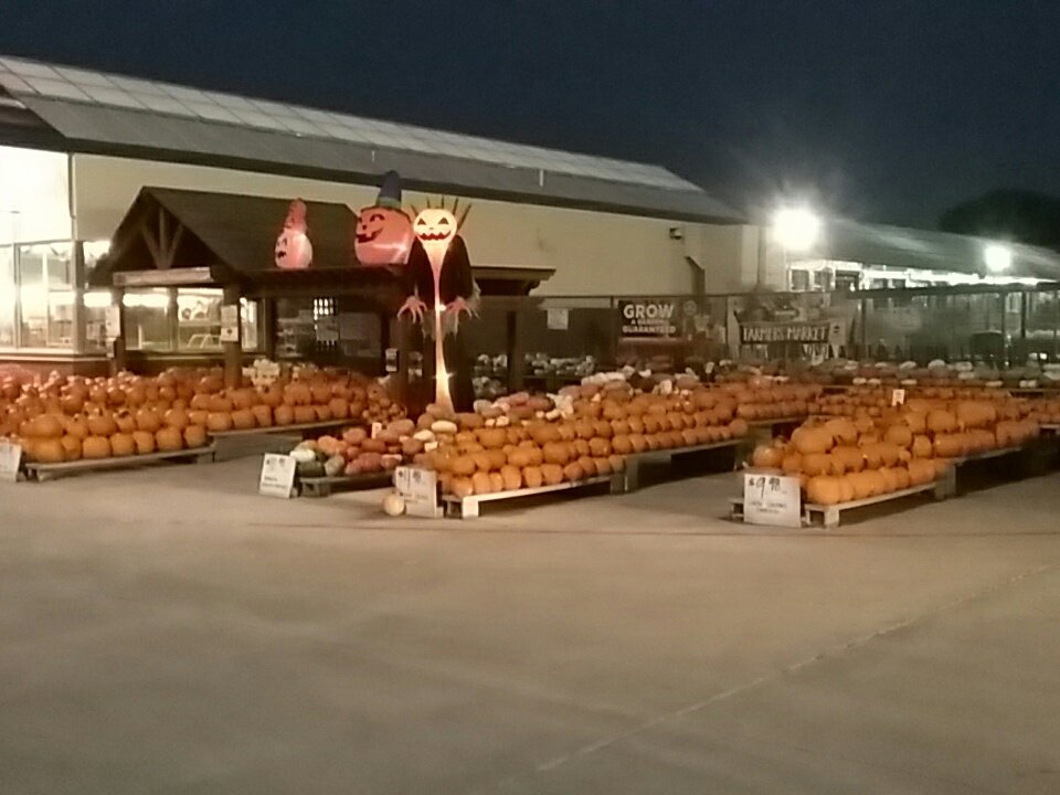 Pumpkins at night at #SkillmanStrong