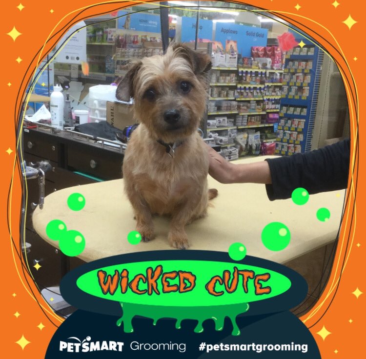 carolDAT617's tweet photo. How cute is Chewey?! He had a lot to say during his groom. #greatpose #petsmartgrooming #happydogs #wicked #Boston #dogs #toocute #friends #petsmartacademy #NewHampshire https://t.co/69YiRnvmn0