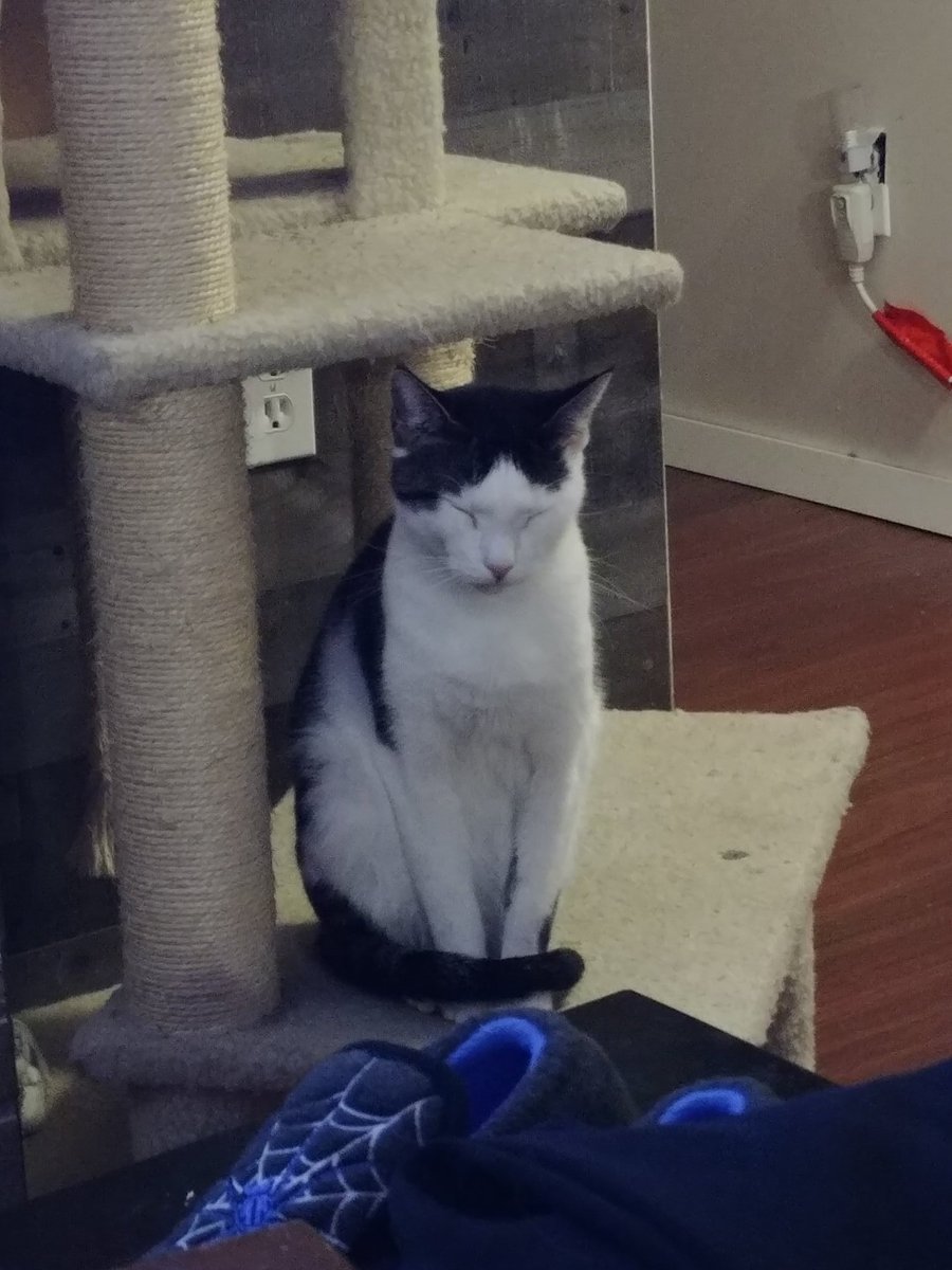 princesscujocat's tweet photo. Well I sleep sitting up....  Moms waiting for me to fall over 😂 https://t.co/GTCtgZtJcC