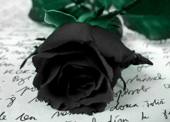 創作に使える花ことば 黒バラ 花言葉は 決して滅びることのない愛 花言葉 花ことば