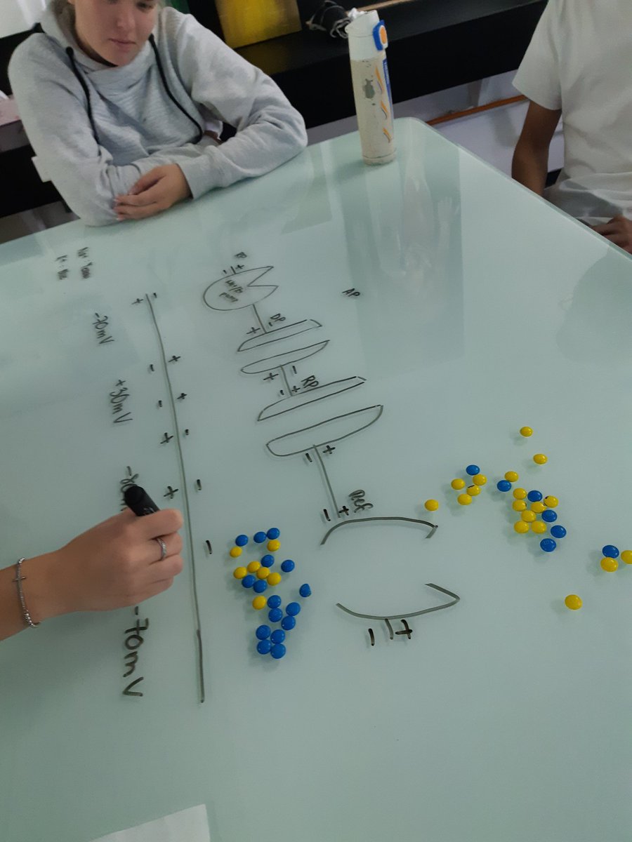 MsAMichaels's tweet photo. Nerves are hard... it definitely helps to learn the sodium~potassium pump using M&amp;Ms! #sisrocks #sciencerocks https://t.co/rwR7QPV9n0