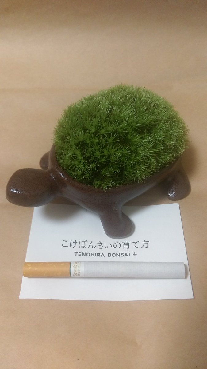 苔盆栽の育て方