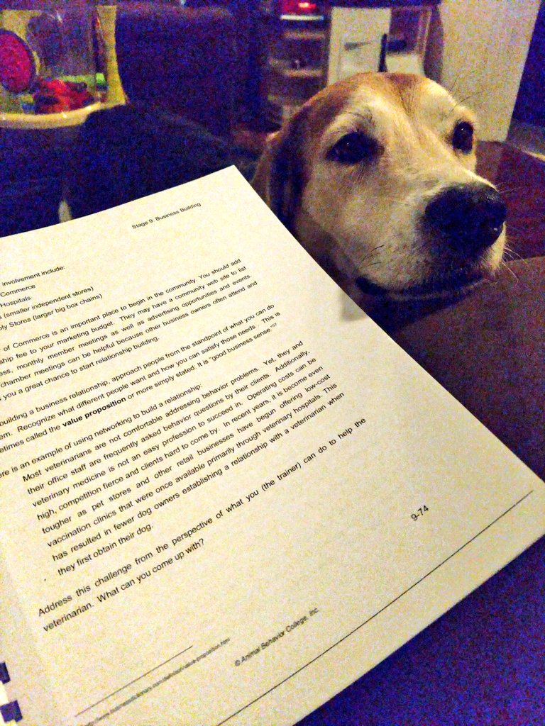 Fins Animal Training (FinsPetTrainers) Twitter