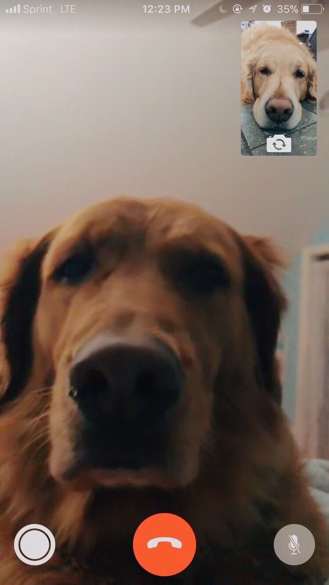 SidneysCool's tweet photo. Dude, my dogs are literally FaceTiming each other 😍😍😍 #goldenretrievers https://t.co/cbpskPx3oP