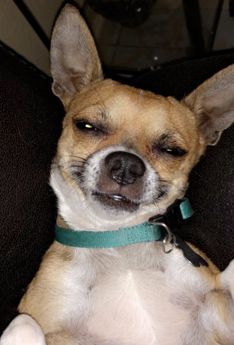LilSnagleToofXO's tweet photo. Did someone put something in these doggy treats?? https://t.co/jmsNYQdjaf