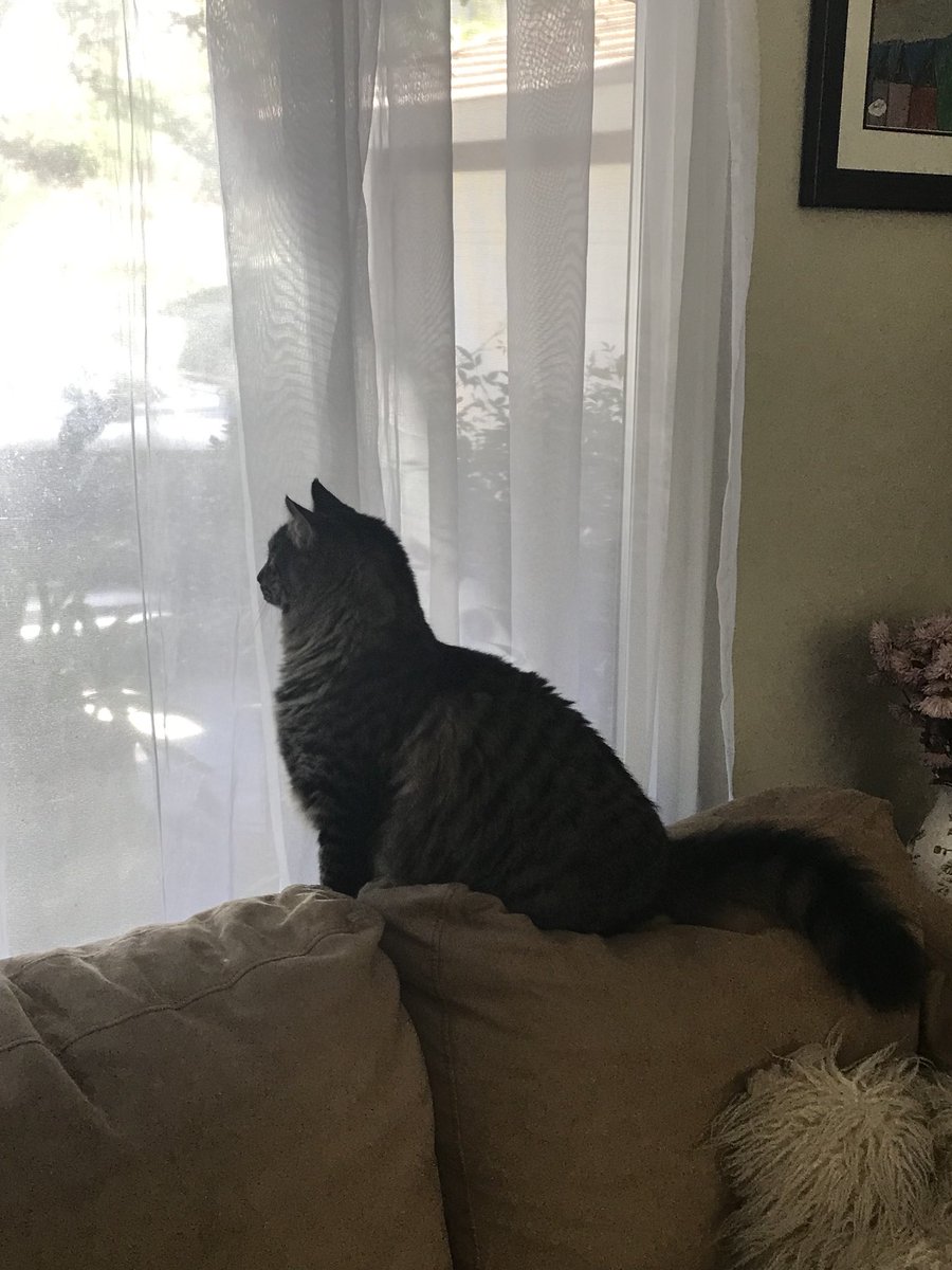 Tamara Oh My He Could Be My Sarek Lol He Doesn T Cuddle But Must Lay Close Enough That A Paw Can Touch My Leg T Co Td160vrffl Tamara Oh My He Could Be My Sarek Lol He Doesn T Cuddle But Must Lay Close Enough That A Paw Can Touch My Leg T Co Td160vrffl