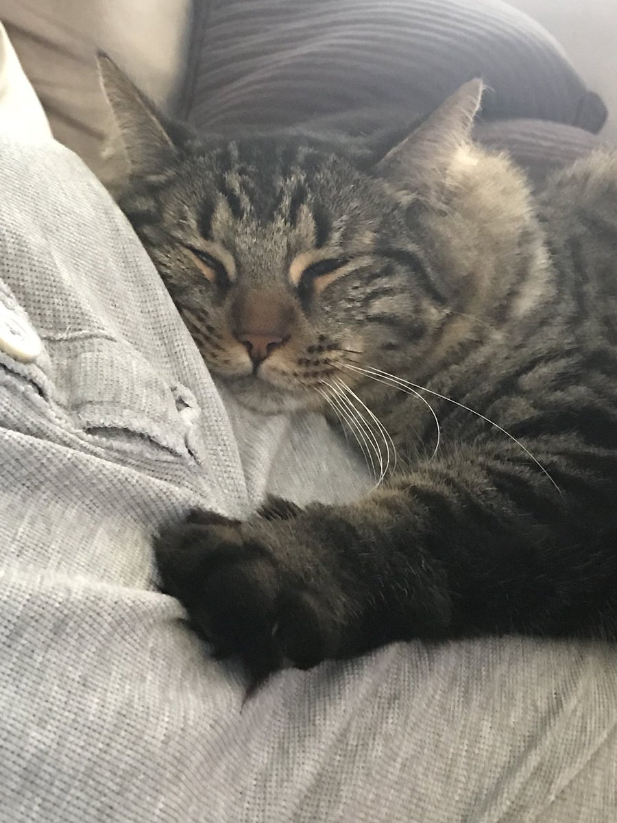 Tamara Oh My He Could Be My Sarek Lol He Doesn T Cuddle But Must Lay Close Enough That A Paw Can Touch My Leg T Co Td160vrffl Tamara Oh My He Could Be My Sarek Lol He Doesn T Cuddle But Must Lay Close Enough That A Paw Can Touch My Leg T Co Td160vrffl
