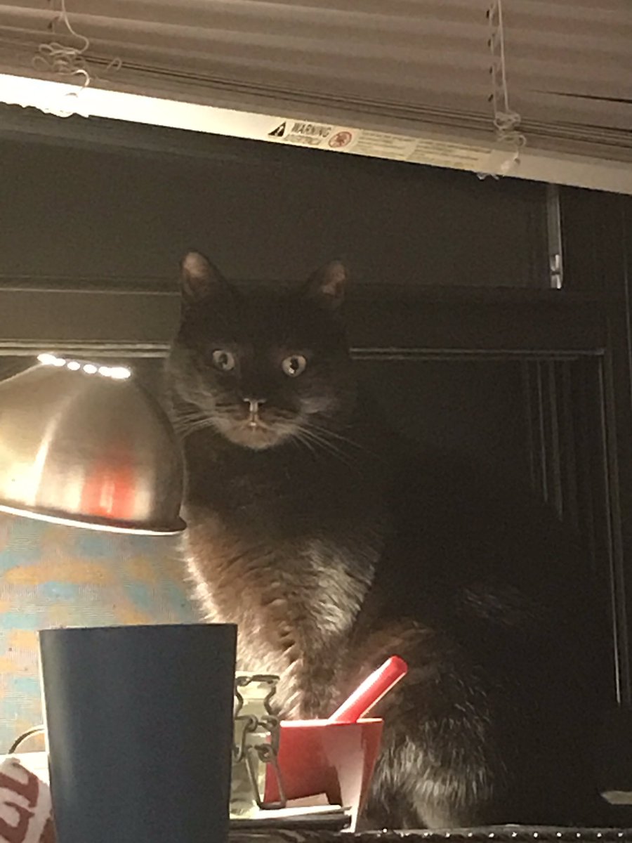 karaiinu's tweet photo. why is he looking  at me like this https://t.co/dYCEQDrNGt