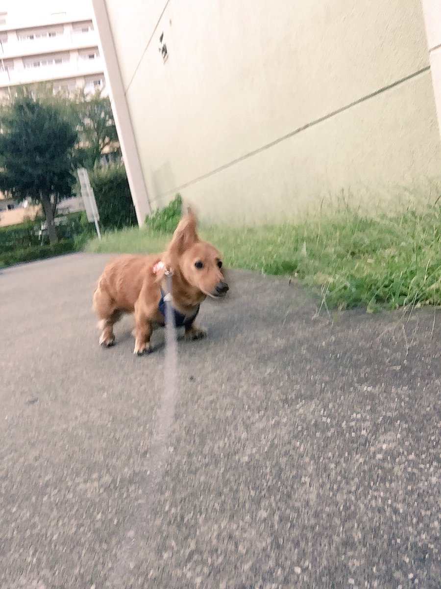 s2baro83's tweet photo. 愛しいばりょん🐶
10歳おめでとう。
おじぃになっても元気でいてね。 https://t.co/XgUCzLy615
