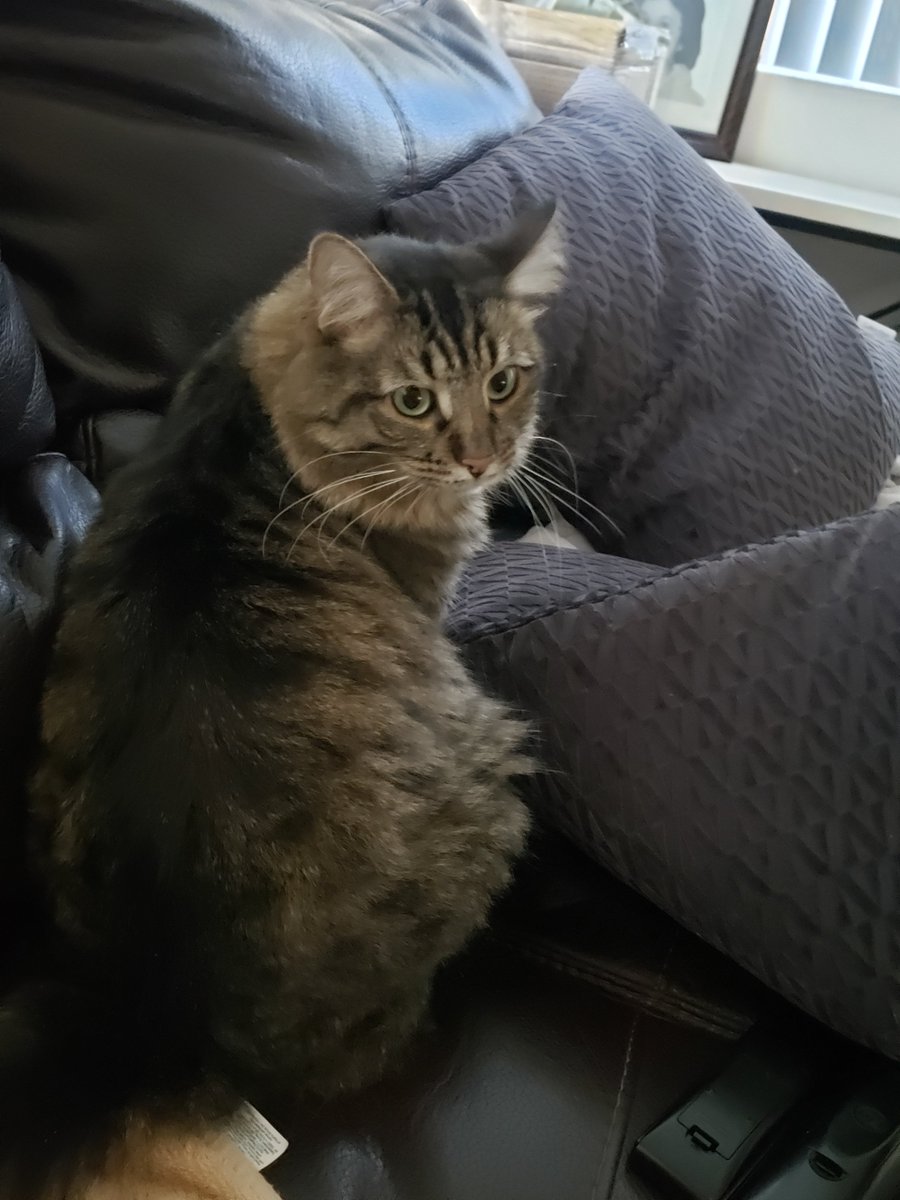 Tamara Oh My He Could Be My Sarek Lol He Doesn T Cuddle But Must Lay Close Enough That A Paw Can Touch My Leg T Co Td160vrffl Tamara Oh My He Could Be My Sarek Lol He Doesn T Cuddle But Must Lay Close Enough That A Paw Can Touch My Leg T Co Td160vrffl