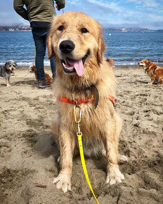 naturesbeasts's tweet photo. Oh, that #crimpedhair tho😍. #80sstyle .
.
#timeless #goldenguy #classicallyhandsome #happyguy #goldenretriever #retrieversgram #sfdogs #dogwalker #weekendvibes #herewego #sleepoverweekend https://t.co/oZoVOaPJtT https://t.co/Es5MvYkUph