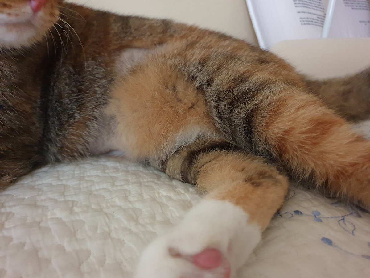 놀다 지치고 배가 밀린 고영에게도 원시주머니털 일부가 남아있다