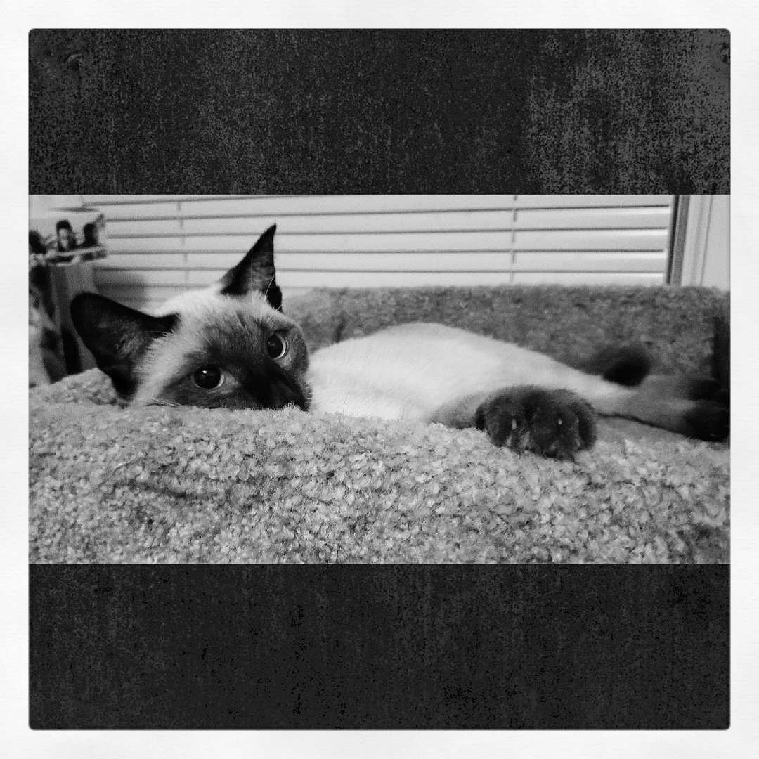 TheZiba's tweet photo. "There is nothing in the world more helpless & irresponsible & depraved than a kitten in the depths of an catnip binge."
#pdx #pdxcats #catsofpdx #ohspets #meezer #siamese #teamziba4life #cats #kittens #cuteanimals #nipbinge #huntersthompson #misquote #CatsOfTwitter https://t.co/X9h0AVfGoc
