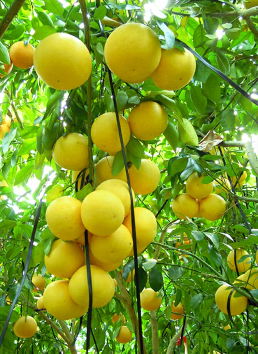 Uzivatel 100okuenplayer 絆 Iost Na Twitteru なんで グレープが ぶどうで フルーツが 果物なのに グレープフルーツが 柑橘類なのか グレープとグレープフルーツの 呼び名の接点は 果実の実のなりかたにあるらしいわ グレープは 想像できたが