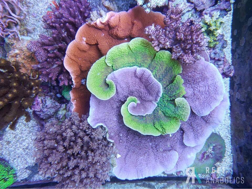 Reefanabolics's tweet image. Over the last few years we have had so many amazing systems support Reef Anabolics.

What makes Team RA tick? Seeing YOUR tanks flourish under the Reef Anabolics banner. So a massive thanks to YOU 🙌🏽

Reef Anabolics has come a long way and there’s more to come😊
#reefanabolics