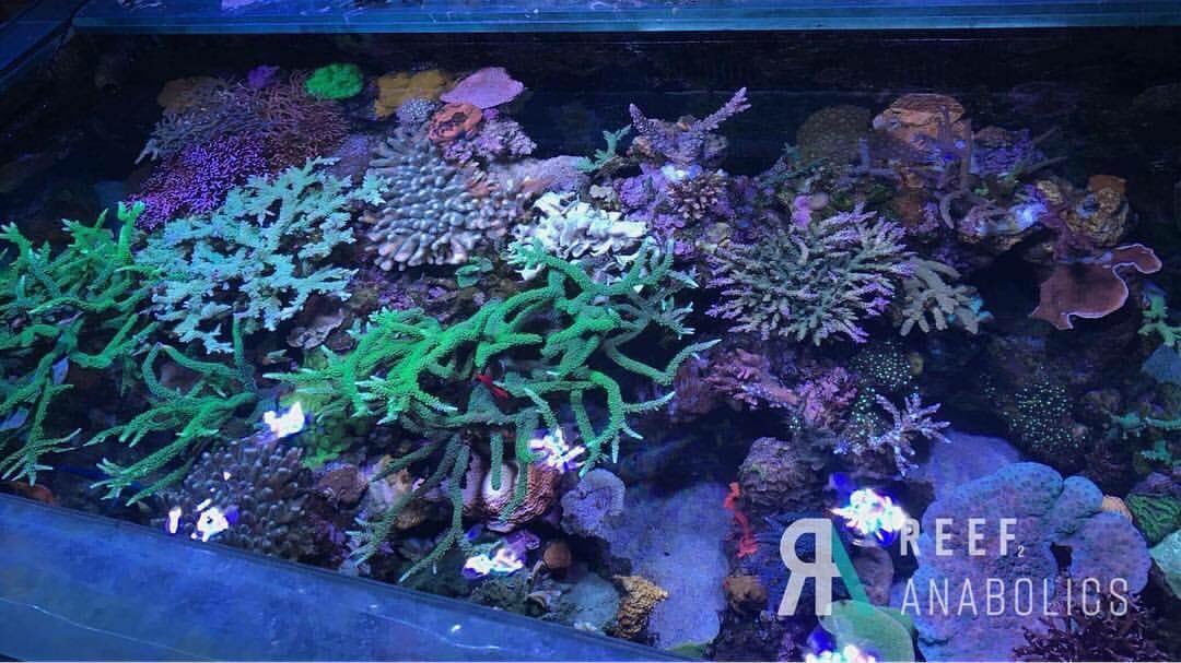 Reefanabolics's tweet image. Over the last few years we have had so many amazing systems support Reef Anabolics.

What makes Team RA tick? Seeing YOUR tanks flourish under the Reef Anabolics banner. So a massive thanks to YOU 🙌🏽

Reef Anabolics has come a long way and there’s more to come😊
#reefanabolics