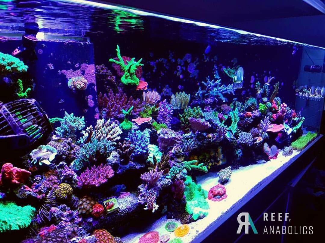 Reefanabolics's tweet image. Over the last few years we have had so many amazing systems support Reef Anabolics.

What makes Team RA tick? Seeing YOUR tanks flourish under the Reef Anabolics banner. So a massive thanks to YOU 🙌🏽

Reef Anabolics has come a long way and there’s more to come😊
#reefanabolics
