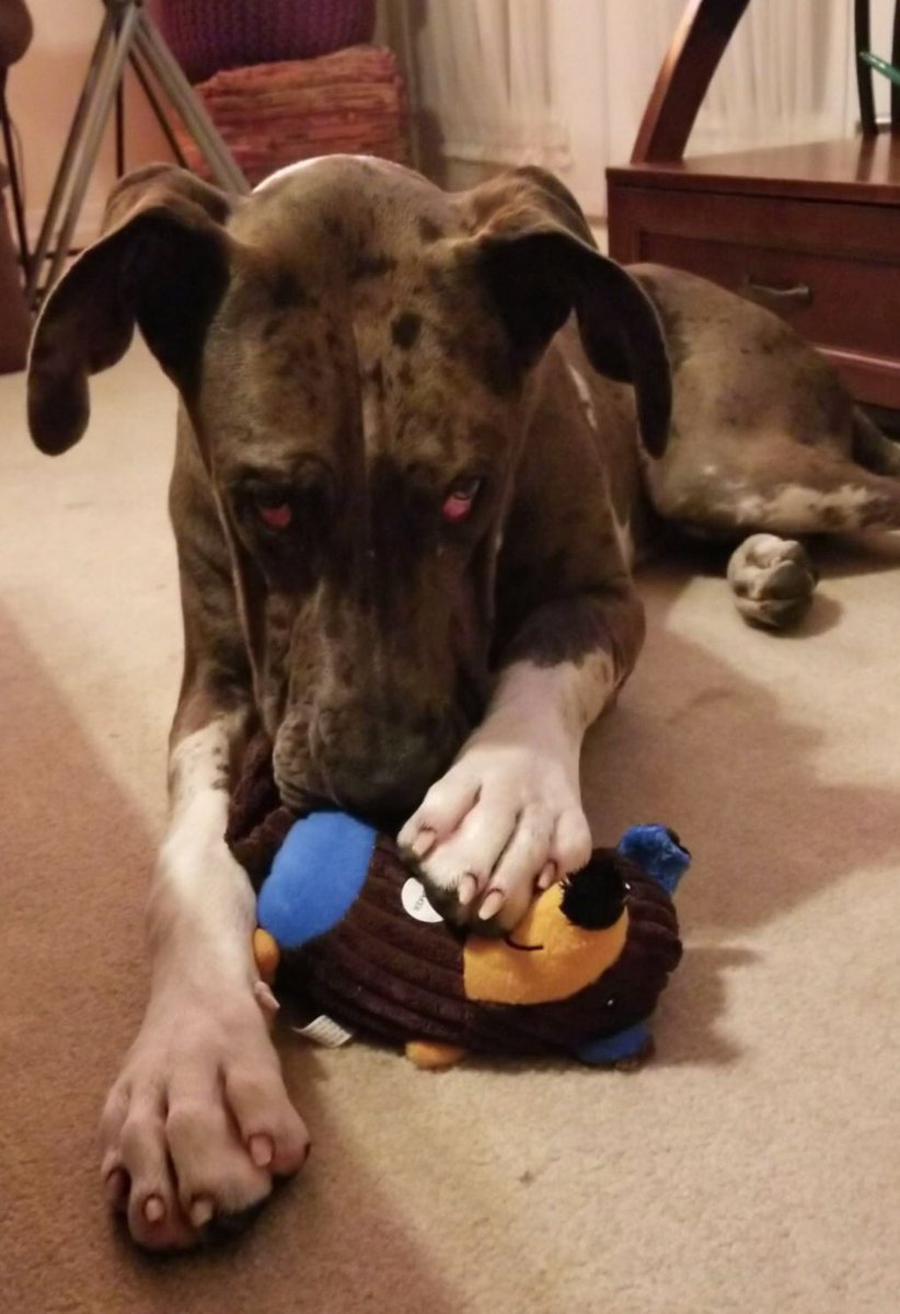 KingsleytheDane's tweet photo. Luv it when mammaw brings me a new toy! Luv it, luv it, luv it! #mammawsrock #newtoy #greatdanes #NOTspoiled https://t.co/EfgIZ9O7b7