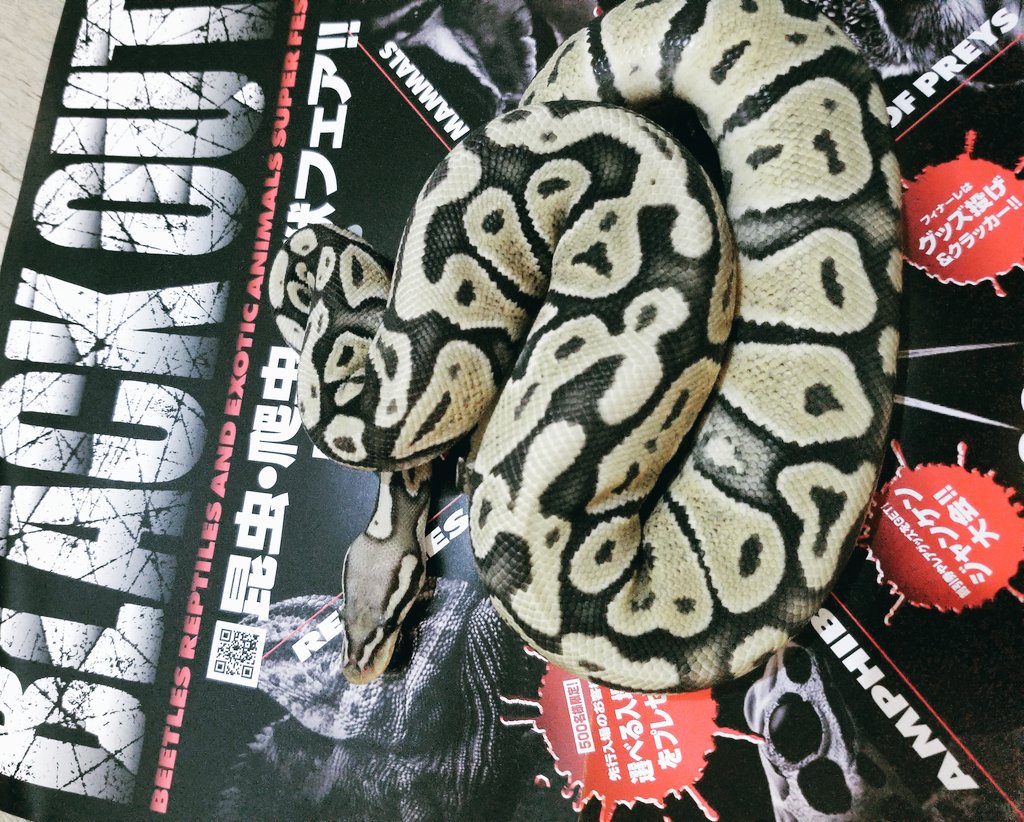 お知らせ 明日浅草貿易センタービルで行われます爬虫類即売会イベント Black Minori Monsterhuntermylove21 の漫画