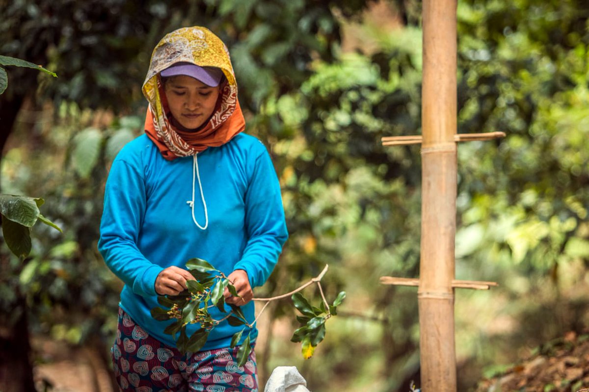 EviSriRezeki's tweet photo. Pengalaman menjelajahi kebun cengkeh ini tak akan terlupakan bagi saya. Bagaimana para petani merawat tanaman cengkeh sepenuh hati, memanennya dengan kasih sayang, mengolahnya sepenuh jiwa. #negerikretek #tolakapact https://t.co/ffVB1zPHHW