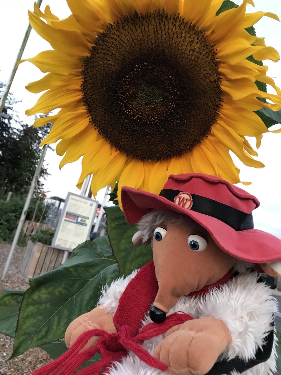 Orinocho's tweet photo. Off to #London to do the #bowelcancer #walktogether with @AmboClaire @Lozzerlou @r2aud https://t.co/mJJr8RsIzH https://t.co/8FUWk6Q631